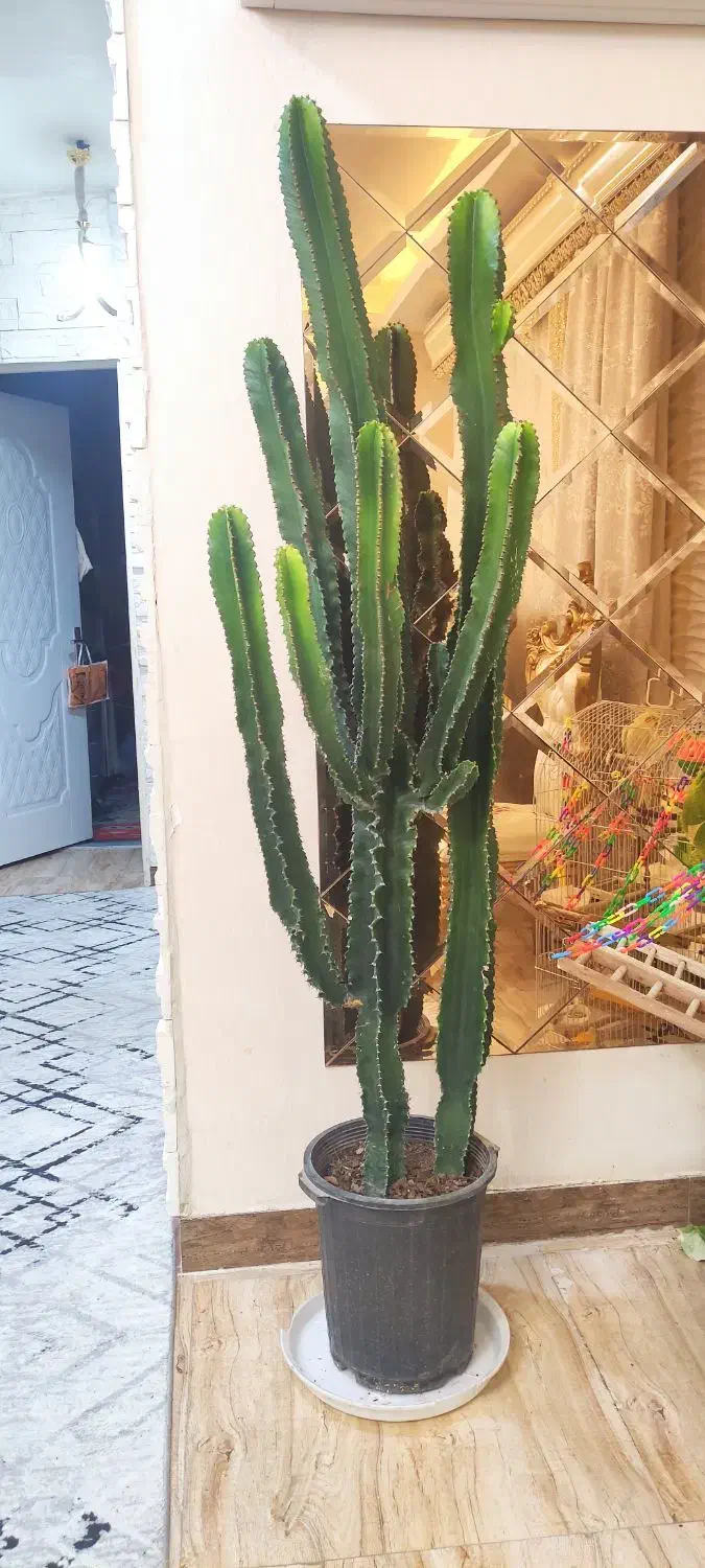 کاکتوس افوربیای سالم و شیک|گل و گیاه طبیعی|رشت, جهاد|دیوار