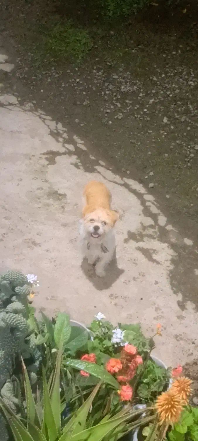 سگ شیتزو ماده|سگ|ماسال, |دیوار