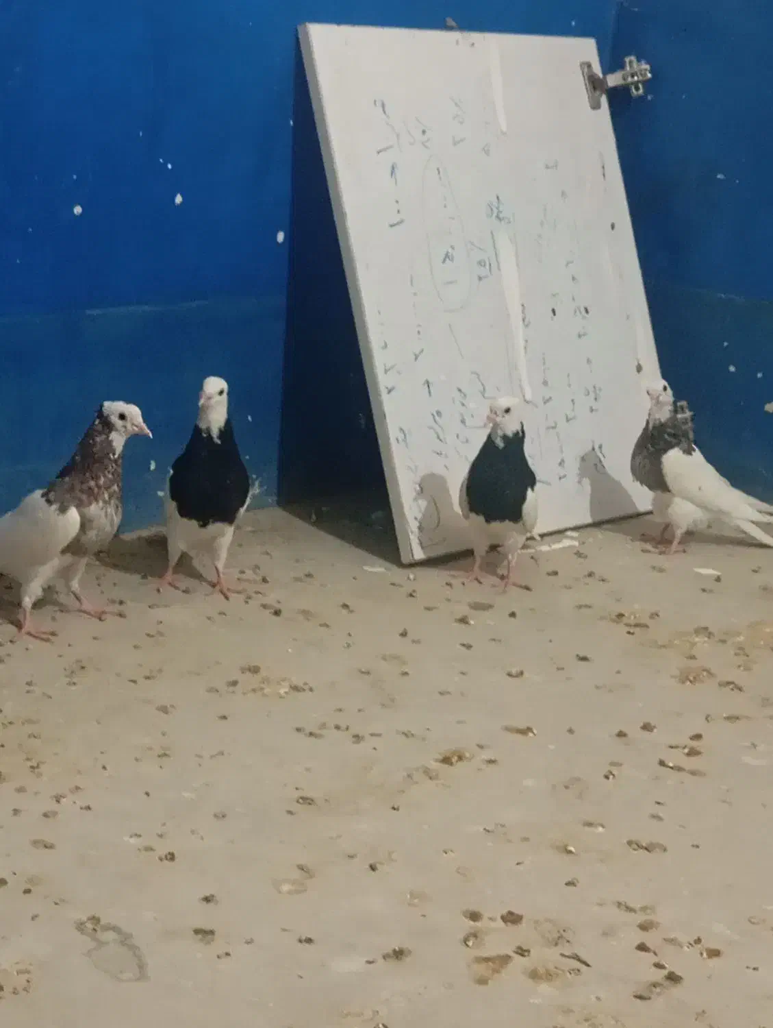 کبوتر طوقی|پرنده|لامرد, |دیوار