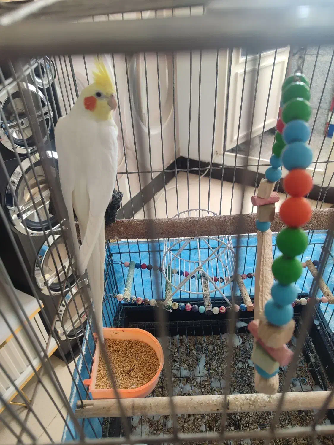 عروس هلندی|پرنده|رباطکریم, رباطکریم|دیوار