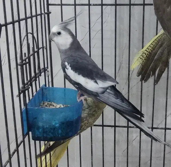 طوطی عروس هلندی مولد همه رنگ|پرنده|تالش, هشتپر|دیوار