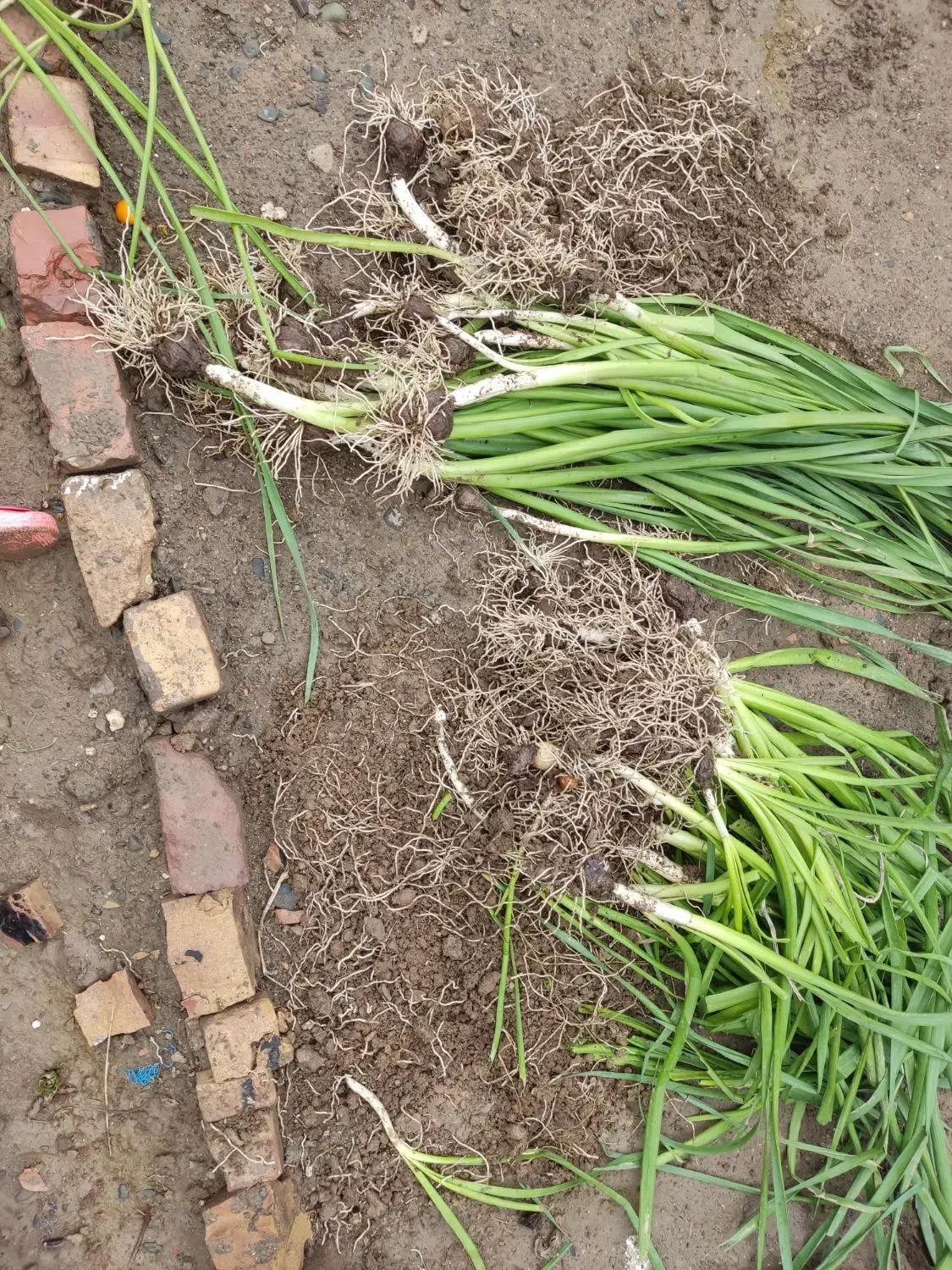 پیاز گل نرگس|گل و گیاه طبیعی|نیشابور, مازول|دیوار