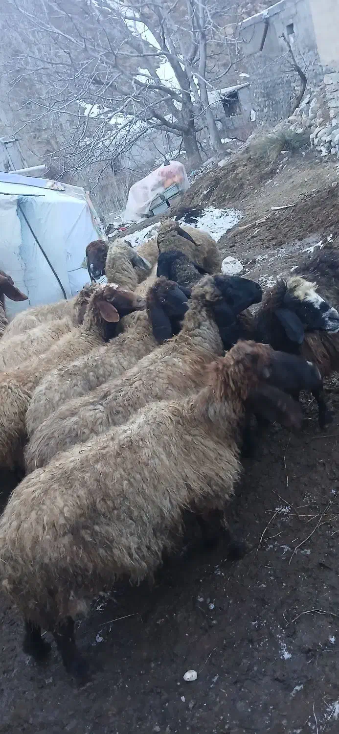 گوسفند اصل کوردی|حیوانات مزرعه|سیلوانه, |دیوار