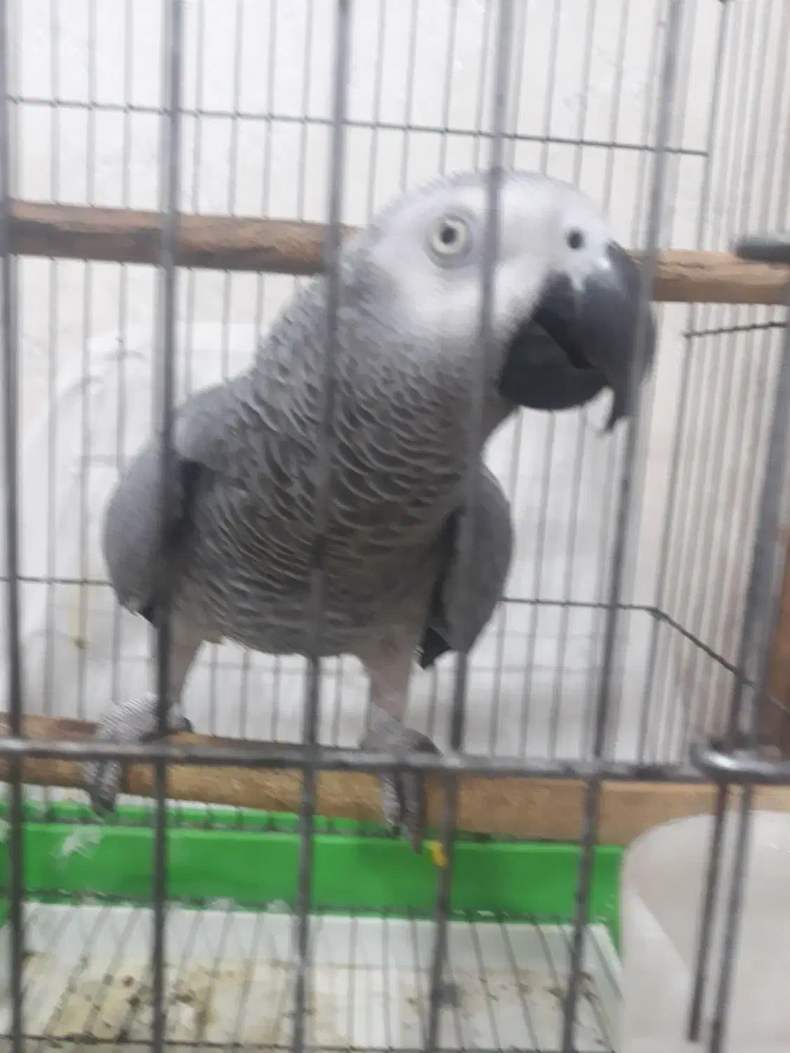 کاسکو|پرنده|اهواز, شهرک دانشگاه|دیوار