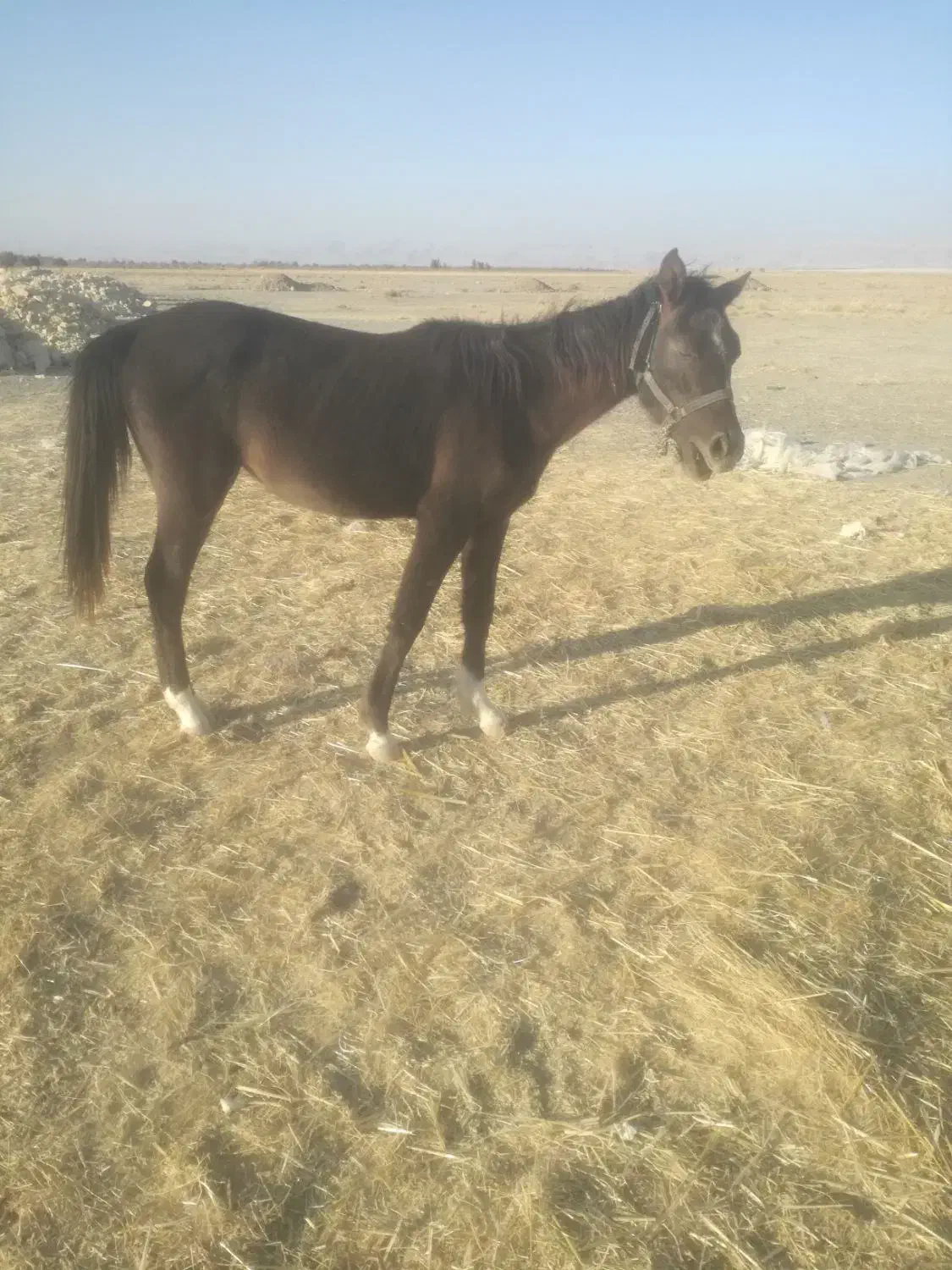 اسب|اسب و تجهیزات اسب‌سواری|سروستان, |دیوار