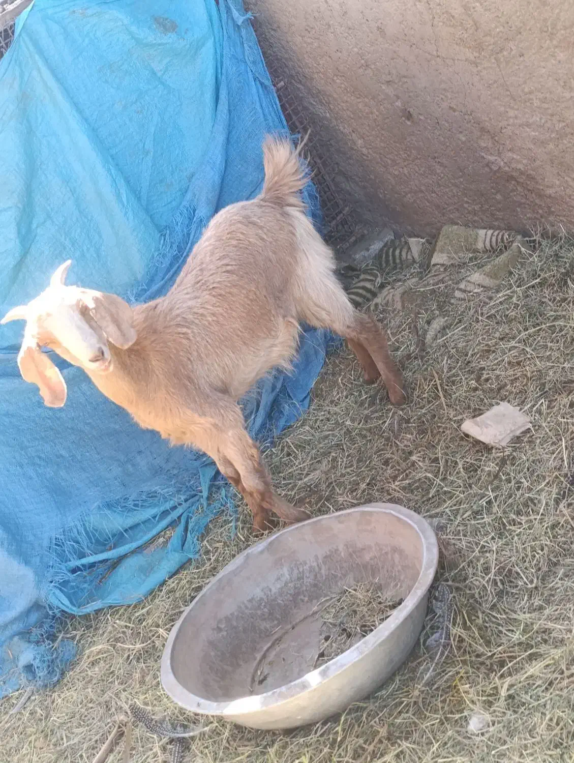 کهره|حیوانات مزرعه|نرماشیر, |دیوار