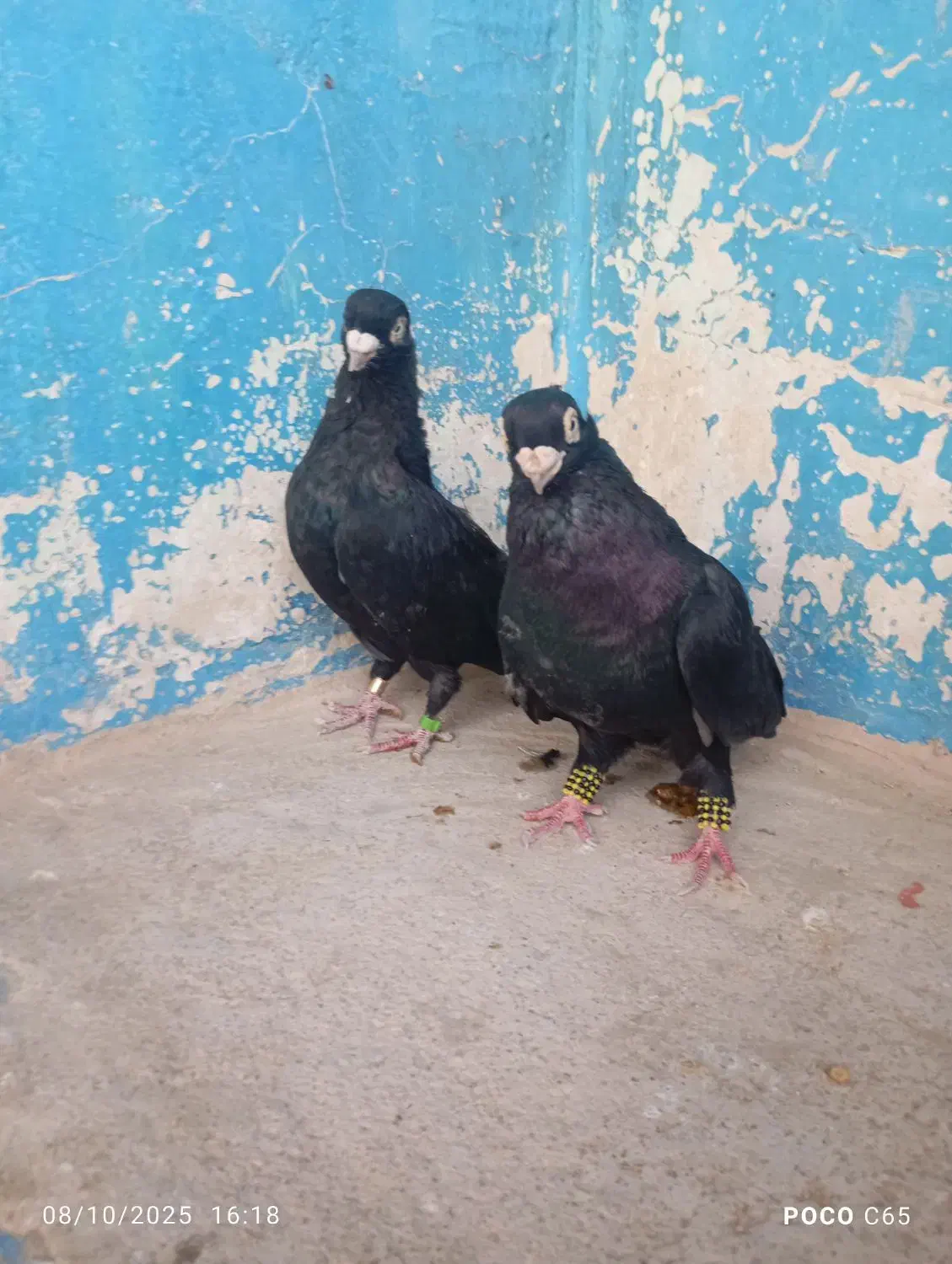 صرب|پرنده|زیباشهر, |دیوار