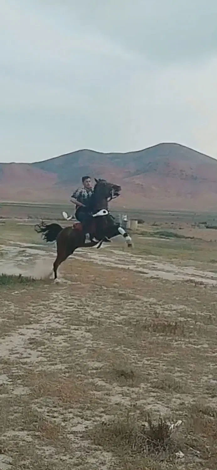 نریان کرد|اسب و تجهیزات اسب‌سواری|سلماس, |دیوار