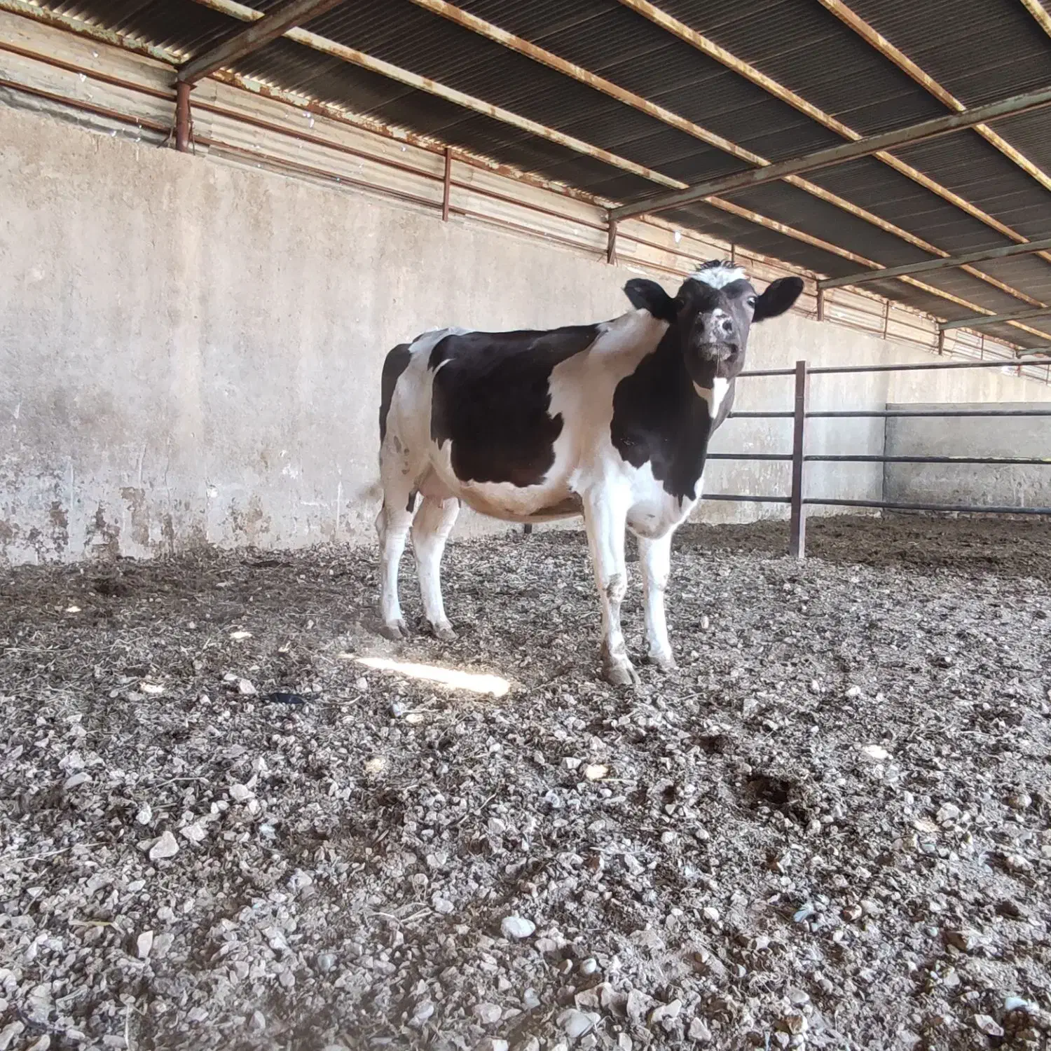 گوساله شیری.گاو.گوسالهنر.تلیسه.گوسالهماده|حیوانات مزرعه|مرودشت, کناره|دیوار