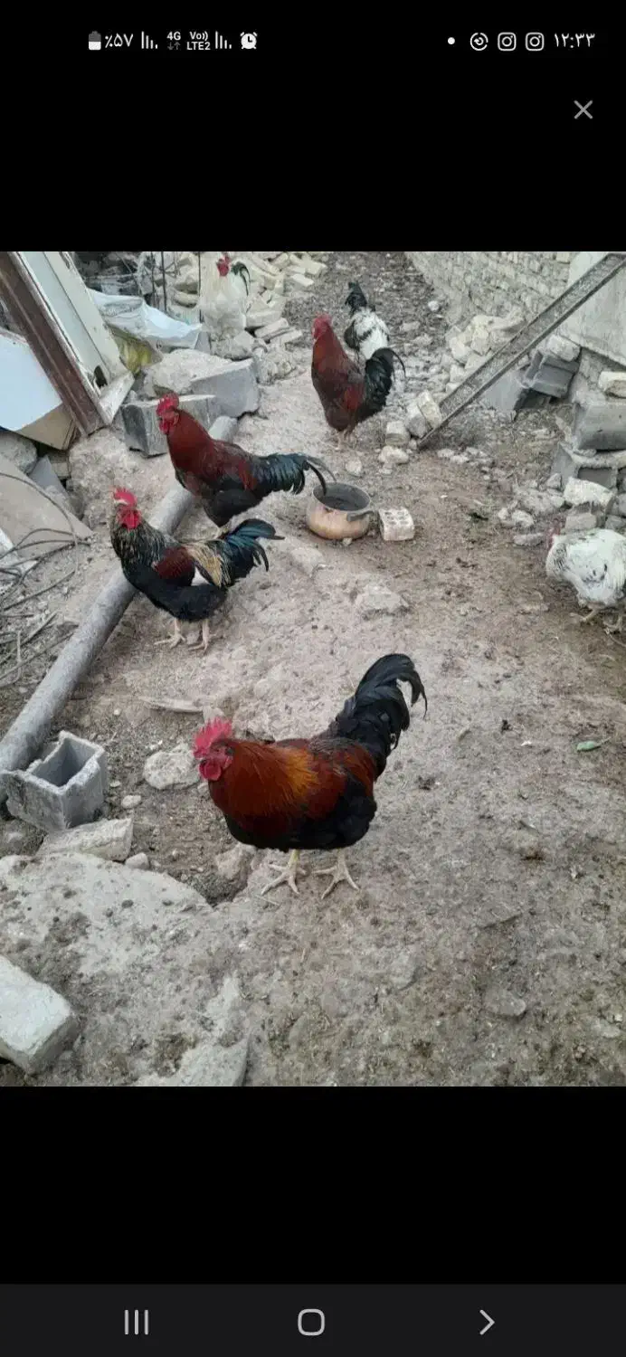 خروس محلی|حیوانات مزرعه|بجنورد, |دیوار