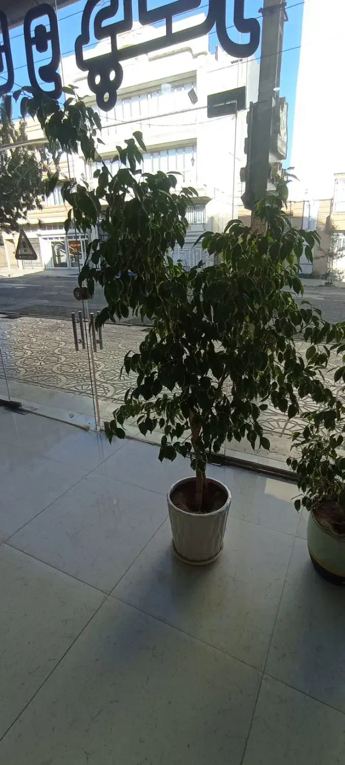 گل بنجیامین|گل و گیاه طبیعی|اشنویه, |دیوار