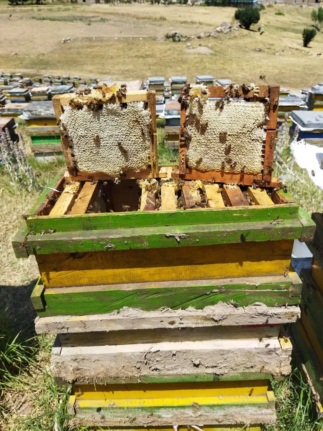 عسل قاب کوچیک سبلان|خوردنی و آشامیدنی|هیر, |دیوار