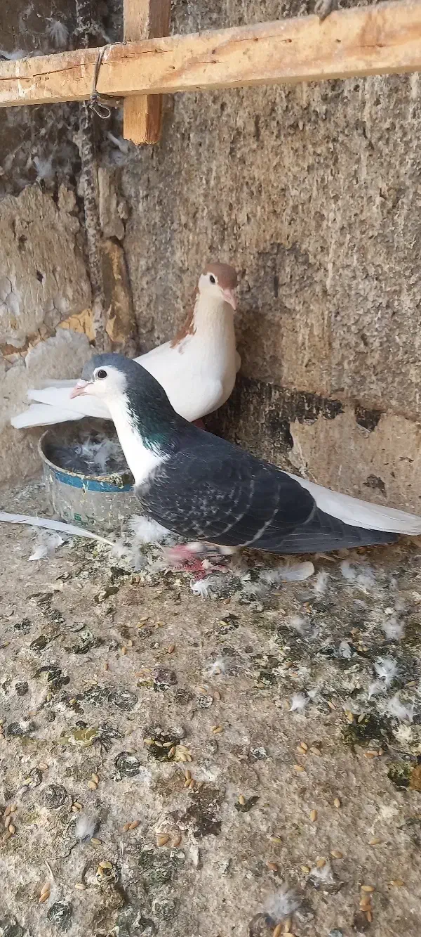 کفتر ساده چادری شهرستانی|پرنده|بومهن, |دیوار