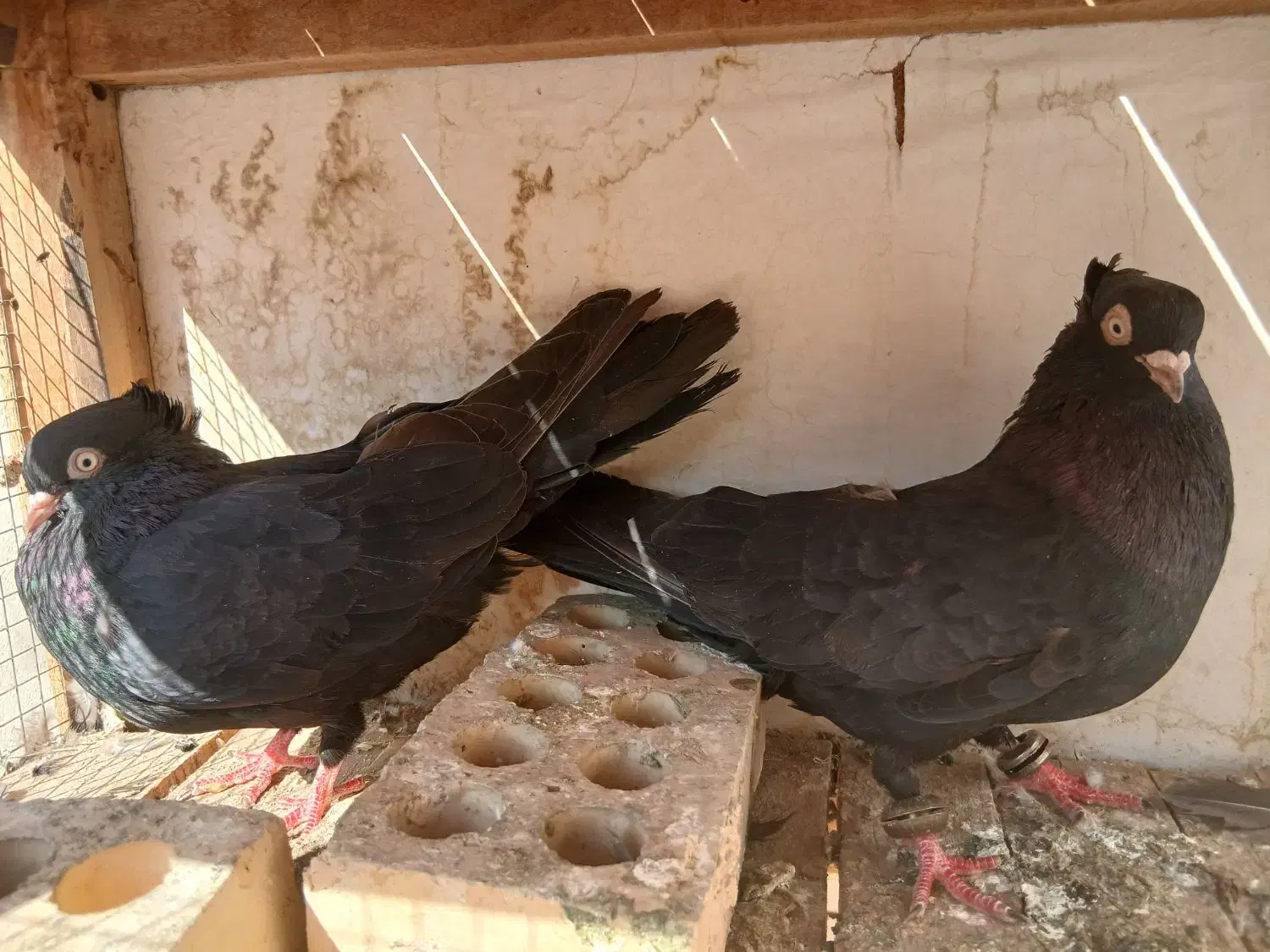 یه جفت زاغ|پرنده|مسجد سلیمان, |دیوار