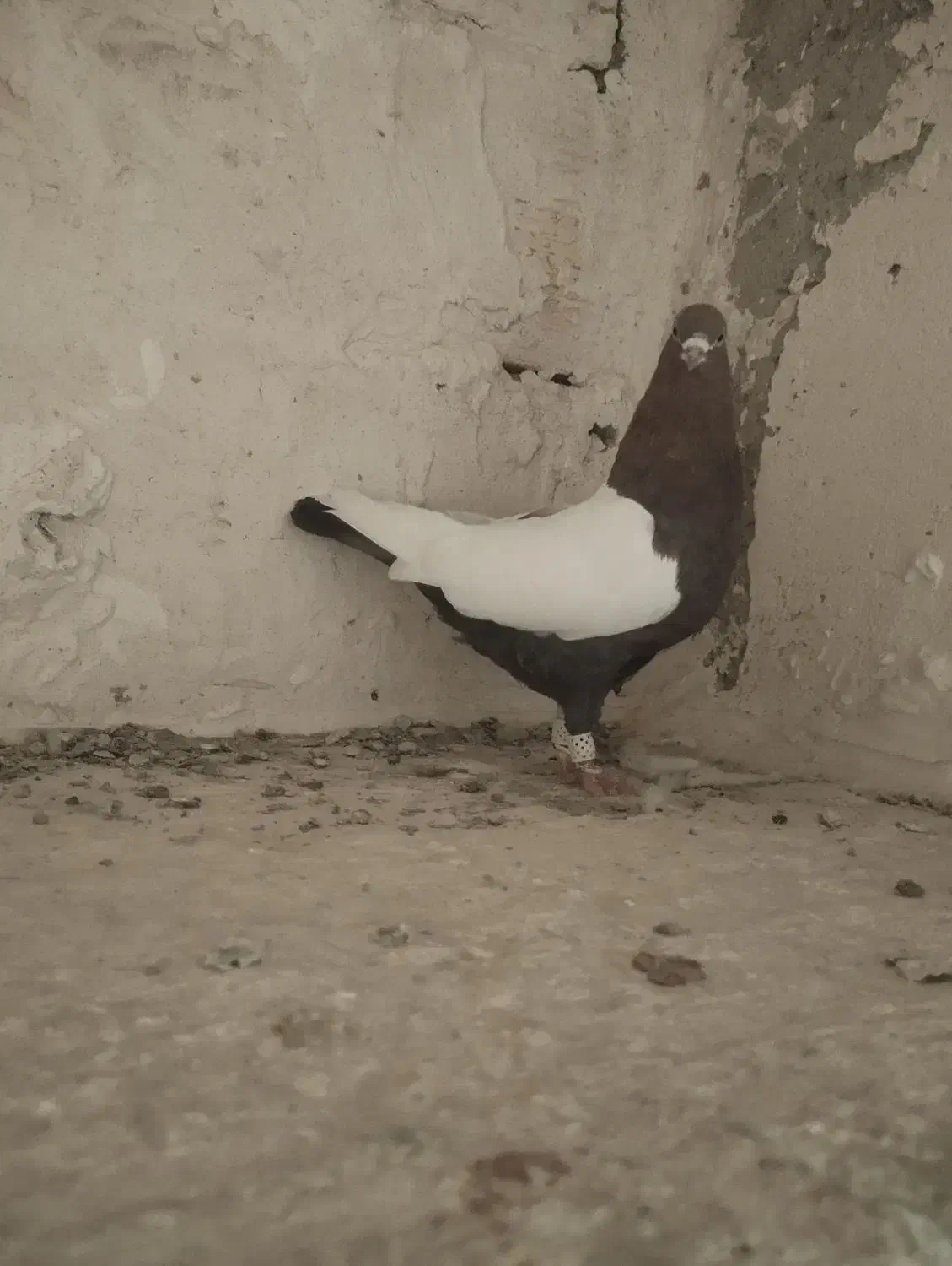 کفتر دورنگ دم سیاه نرمست شلاقی|پرنده|الوند, |دیوار