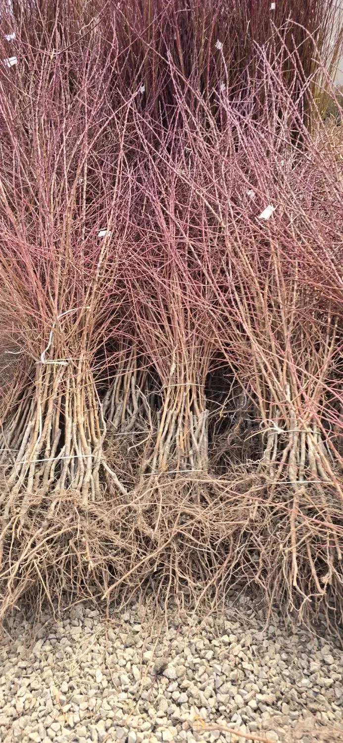 نهال بادام با سود دهی بالا به علت خواستار زیاد|خدمات باغبانی و درختکاری|بیرجند, |دیوار