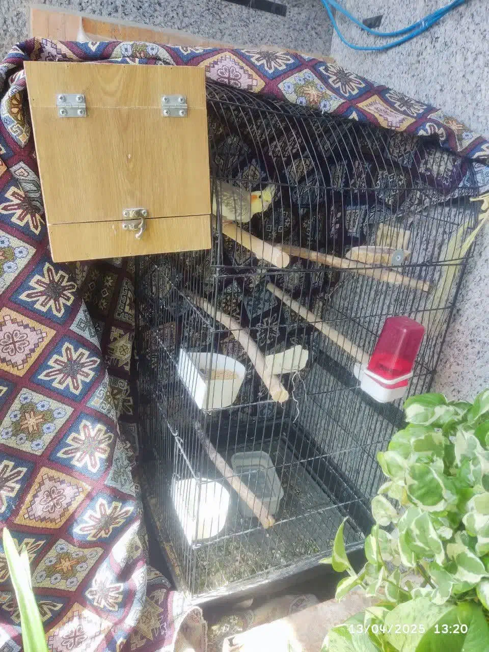 عروس هلندی جفت|پرنده|فردیس, شهرک ناز|دیوار