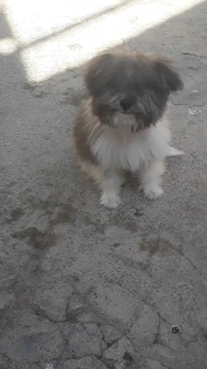 توله سگ پاپی  شیتزو خونگی سایز ریز|سگ|مبارکه, |دیوار