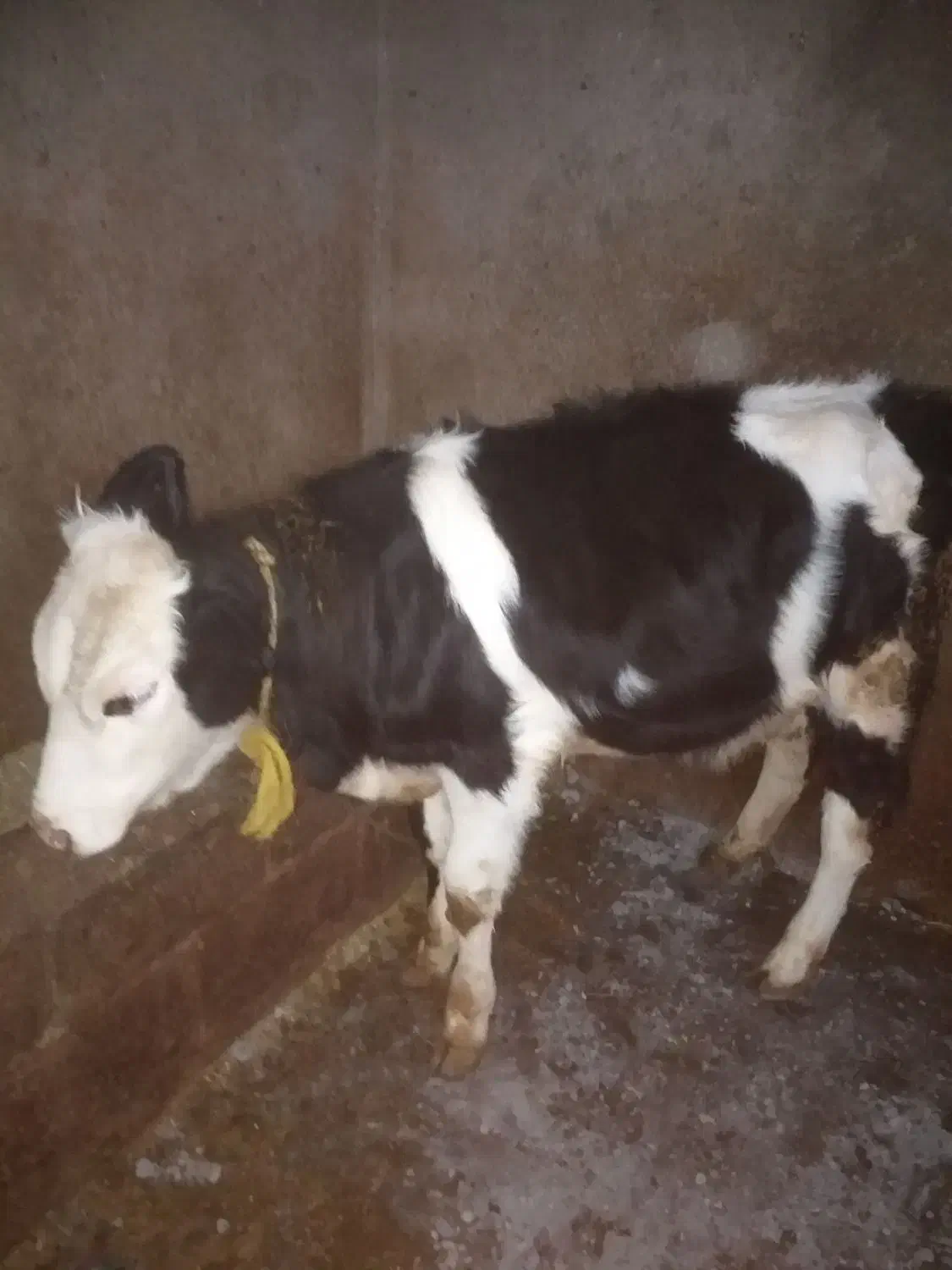 گاو گوساله روستای کومائین|حیوانات مزرعه|موچش, |دیوار