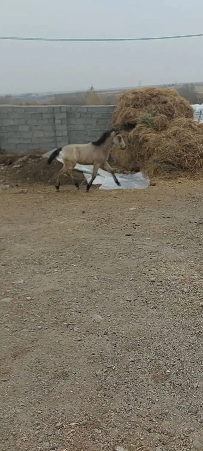 اسب نر|اسب و تجهیزات اسب‌سواری|ماهنشان, |دیوار