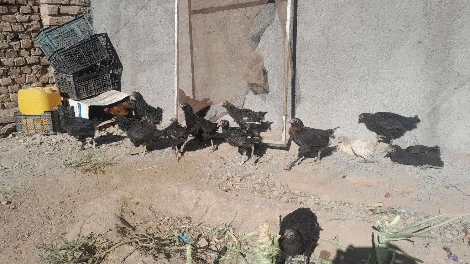 جوجه (تخچه)|حیوانات مزرعه|نیشابور, ده حلاج|دیوار