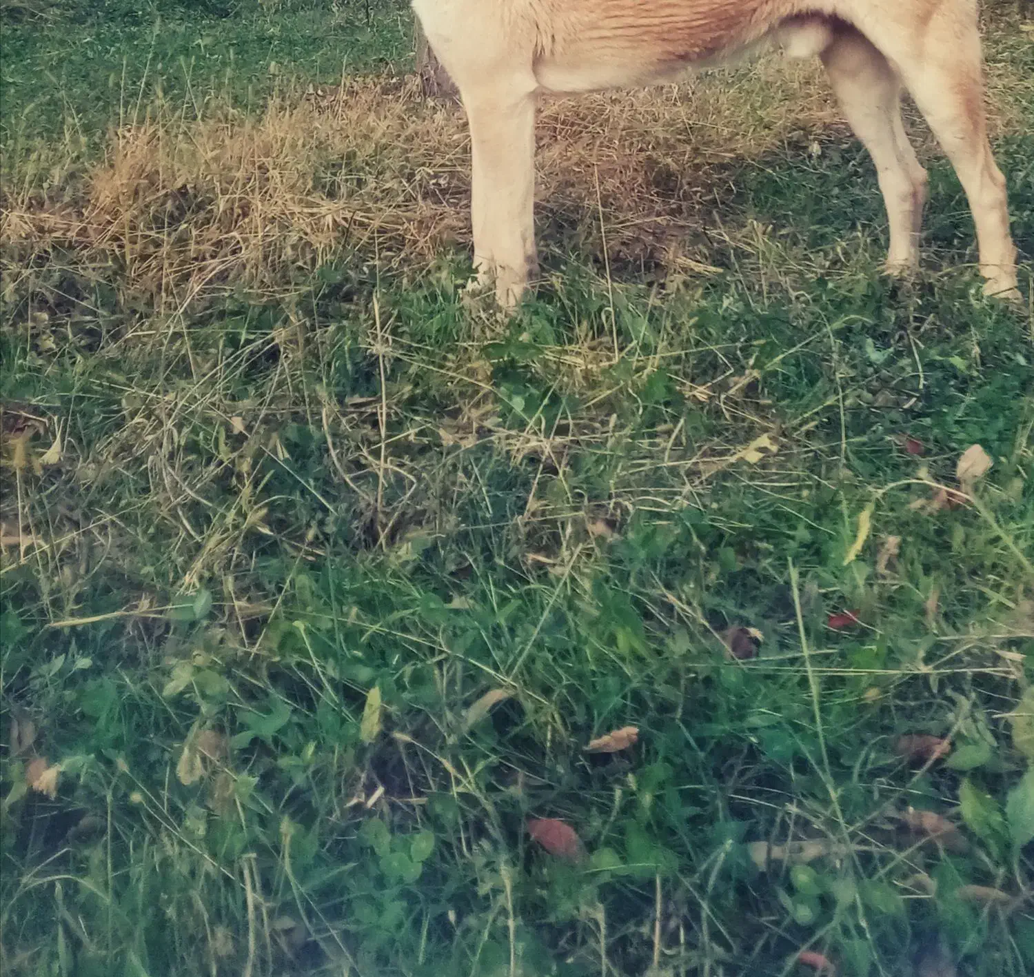 پیدا شده در سگ|حیوانات|ارومیه, |دیوار