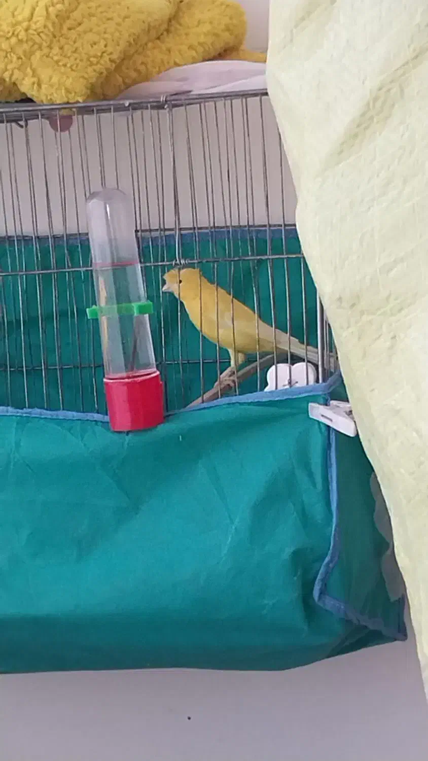 قناری نر|پرنده|کنگاور, |دیوار