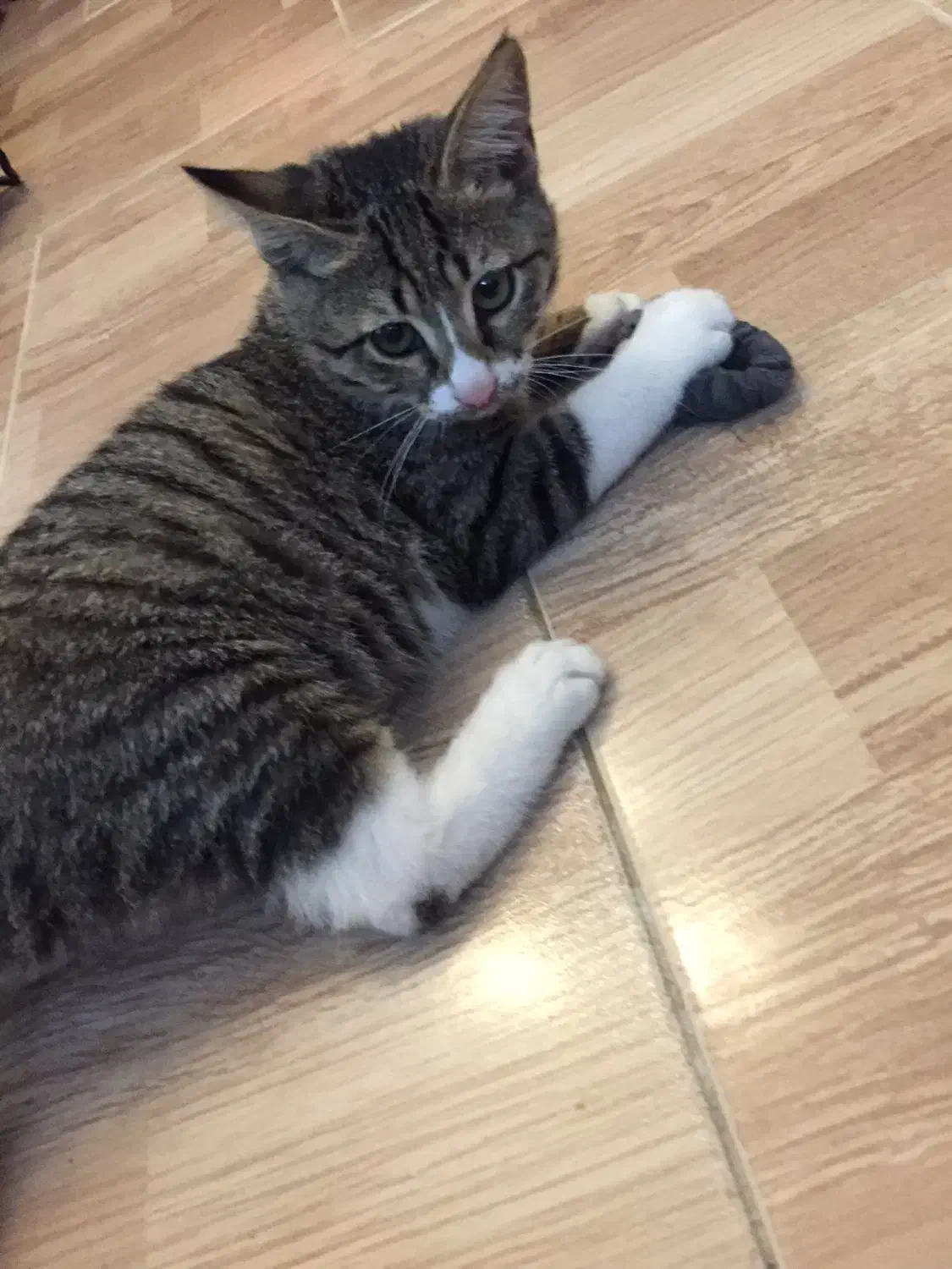 گربه جهت واگذاری با تعهد|گربه|نوشهر, |دیوار