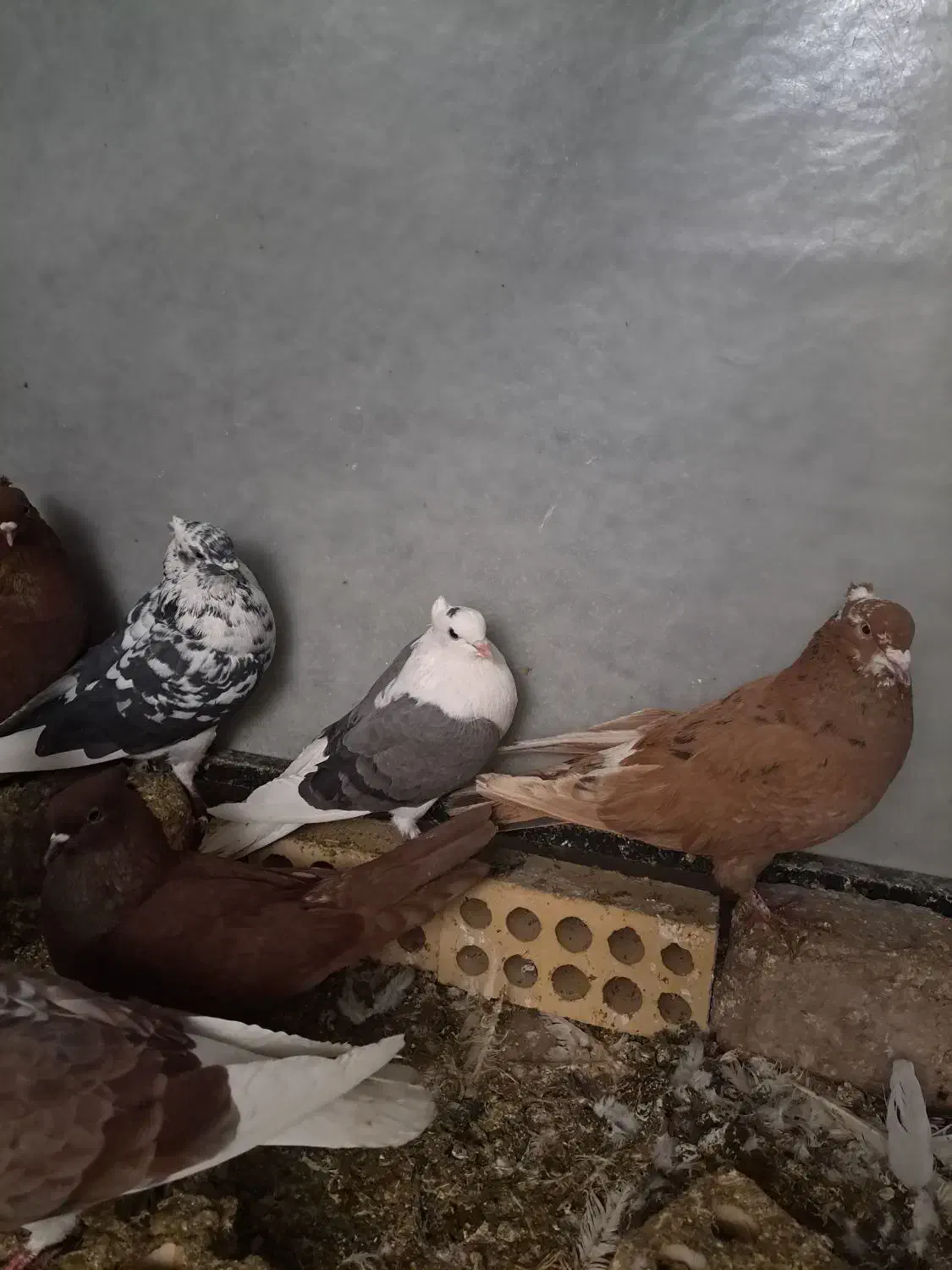 کبوتر پرشی|پرنده|خرم‌آباد, |دیوار