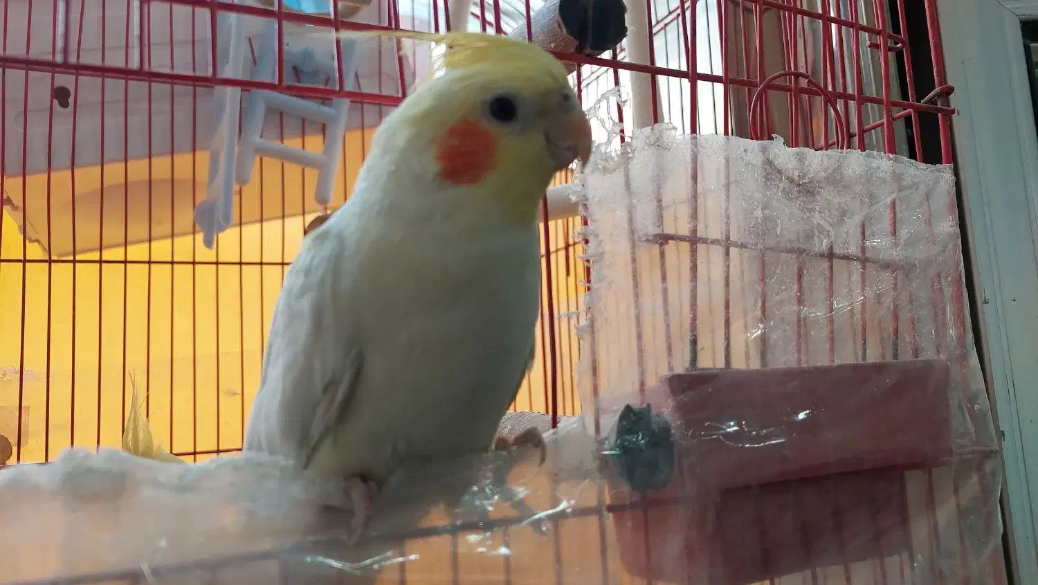 عروس هلندی|پرنده|سمنان, |دیوار