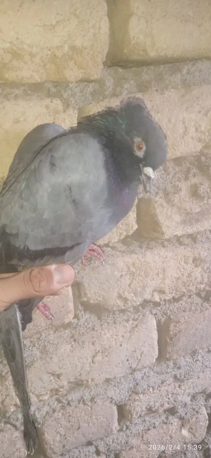 کبوتر پرشی|پرنده|قیدار, |دیوار