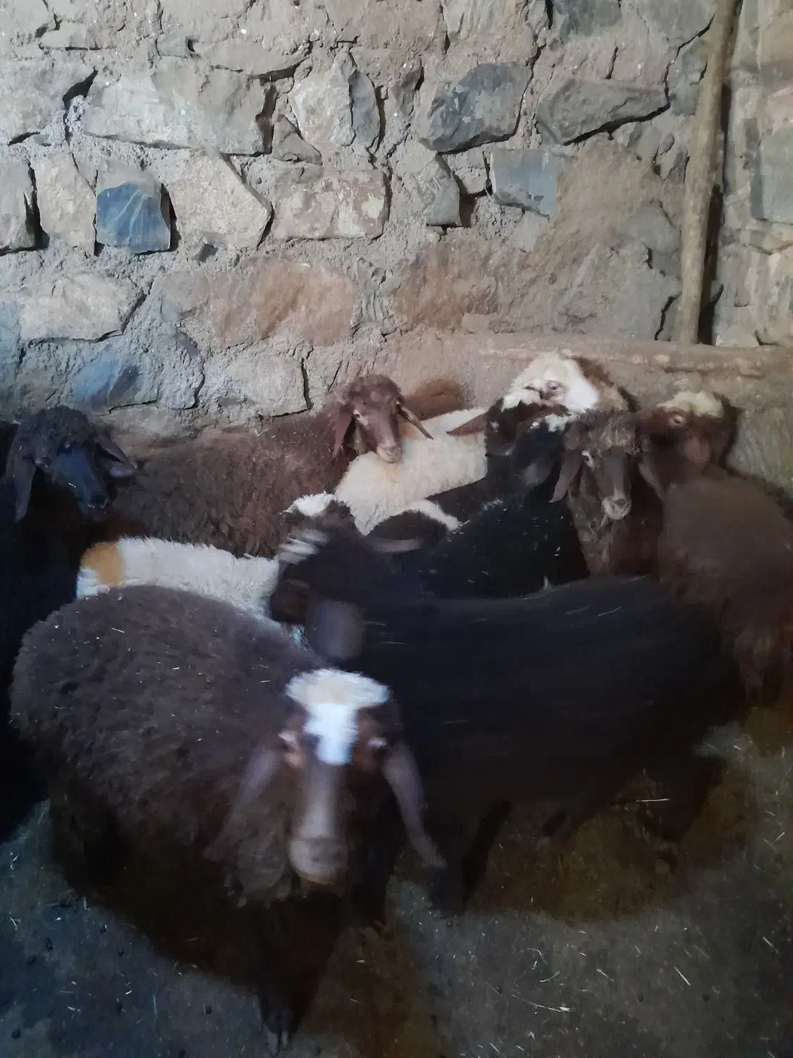 برهبرایفروش|حیوانات مزرعه|موچش, |دیوار