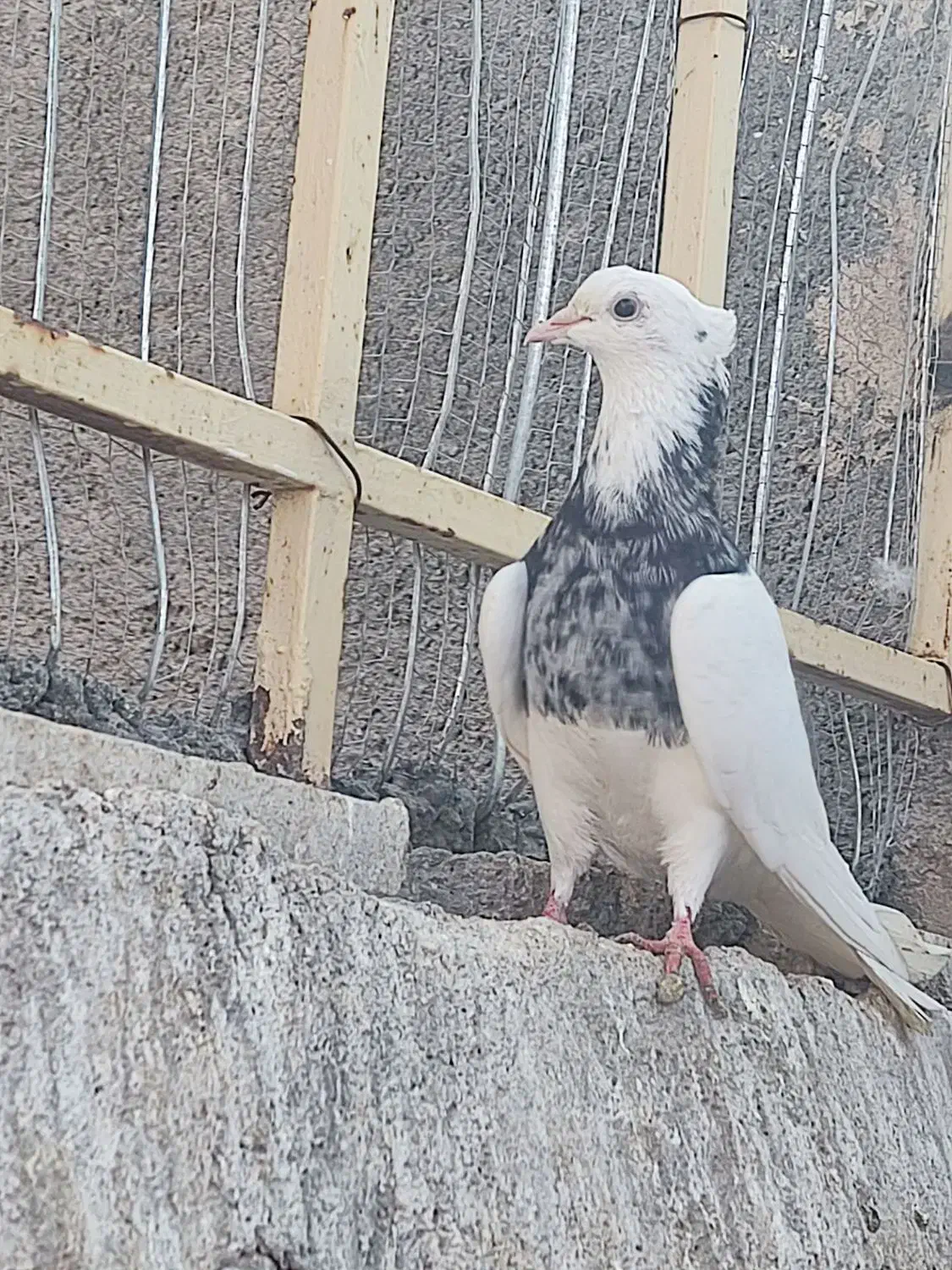 طوقی نر|پرنده|تهران, بازار|دیوار