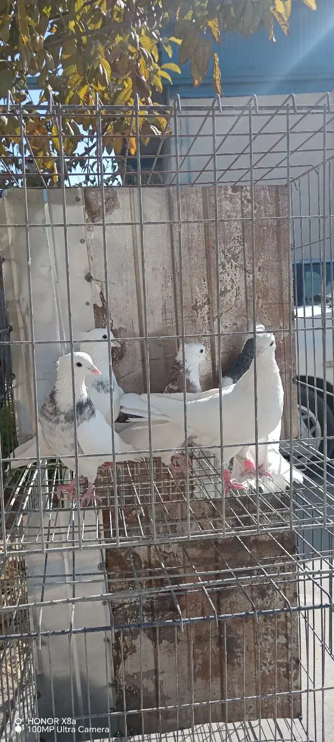 5 عدد نره یکه طوقی بی نظیر|پرنده|خرمآباد, |دیوار