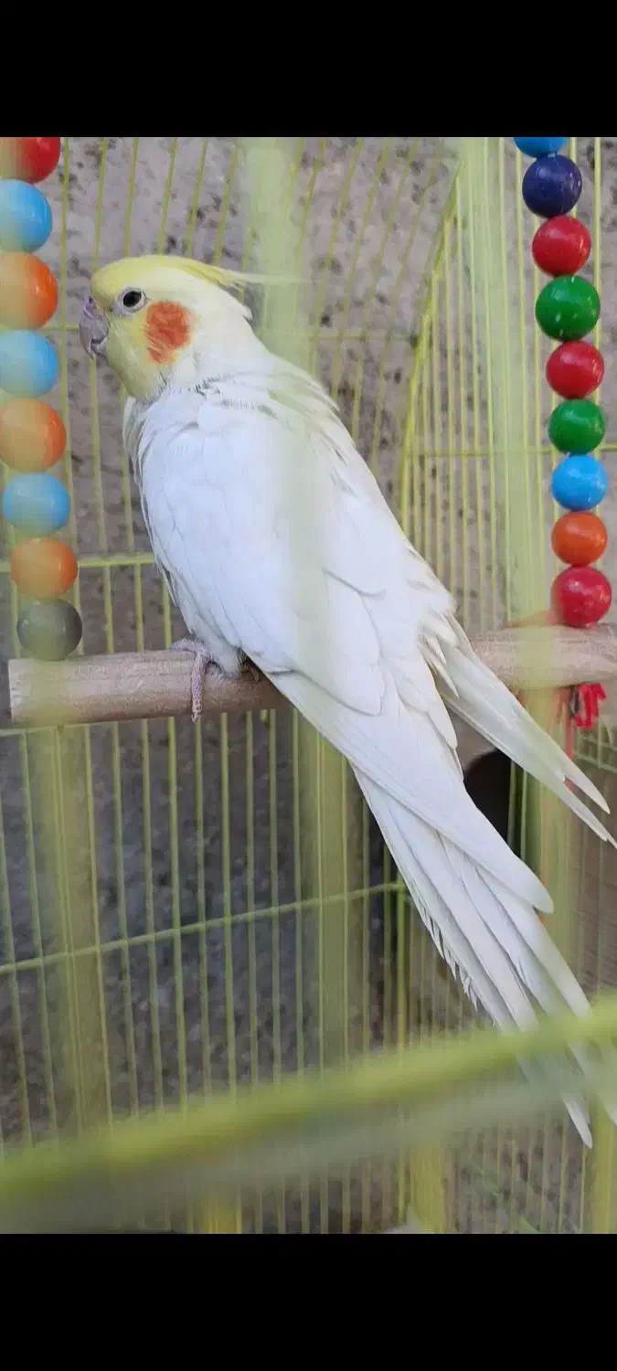 جفت عروس هلندی مولد با قفس و وسایل|پرنده|کازرون, |دیوار