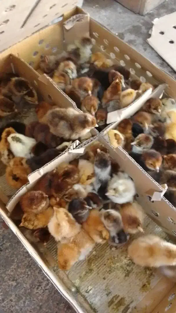 تولیدتهران جوجه رنگی گوشتی محلی اردک بوقلمون غاز|حیوانات مزرعه|تهران, کرمان|دیوار