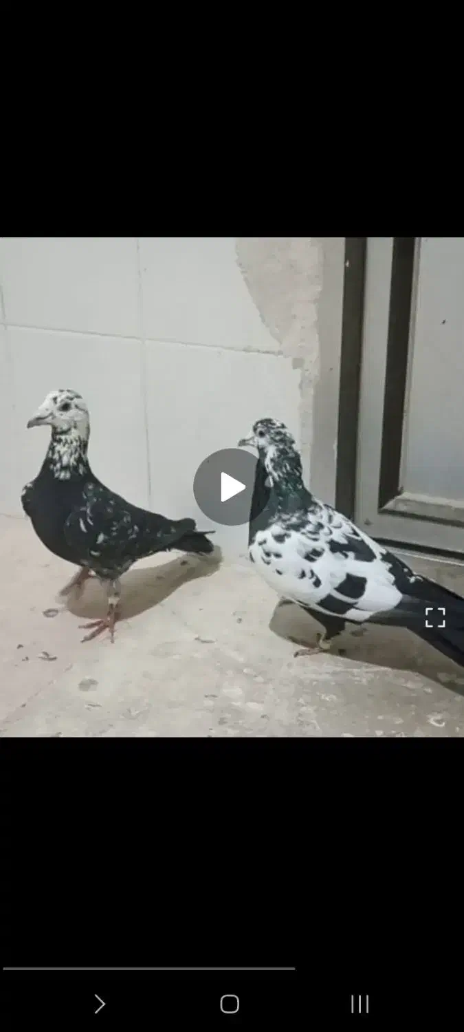 کفترجفت سوسکی عتیقه فروشی|پرنده|رشتخوار, |دیوار