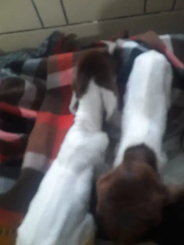 یک عدد بز دورگ درجه یک|حیوانات مزرعه|مرودشت, تخت جمشید|دیوار