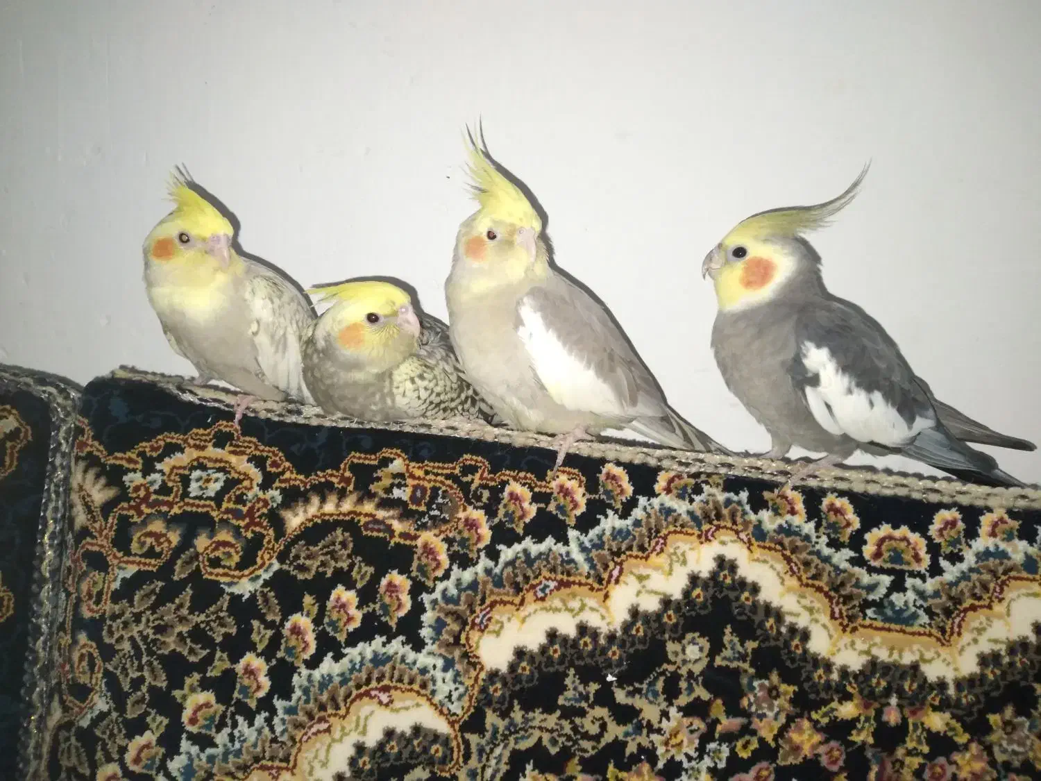 عروس هلندی|پرنده|ابهر, |دیوار