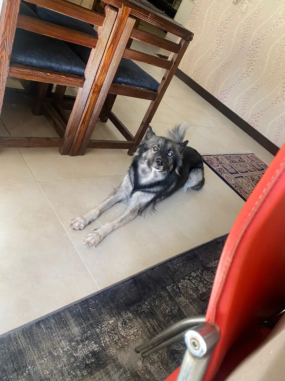 گمشده|حیوانات|کرج, فاز ۴ مهرشهر|دیوار