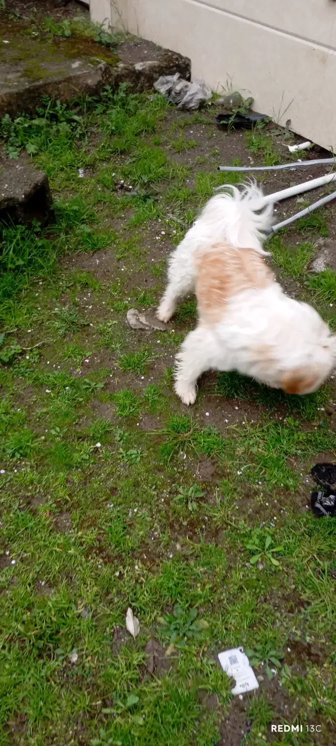 واگذاری سگ|سگ|بندر انزلی, لیچارگی حسن رود|دیوار