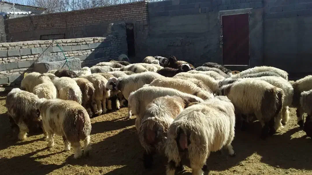 فروش بره نر چاق پرواری|حیوانات مزرعه|بهمن صغاد, |دیوار