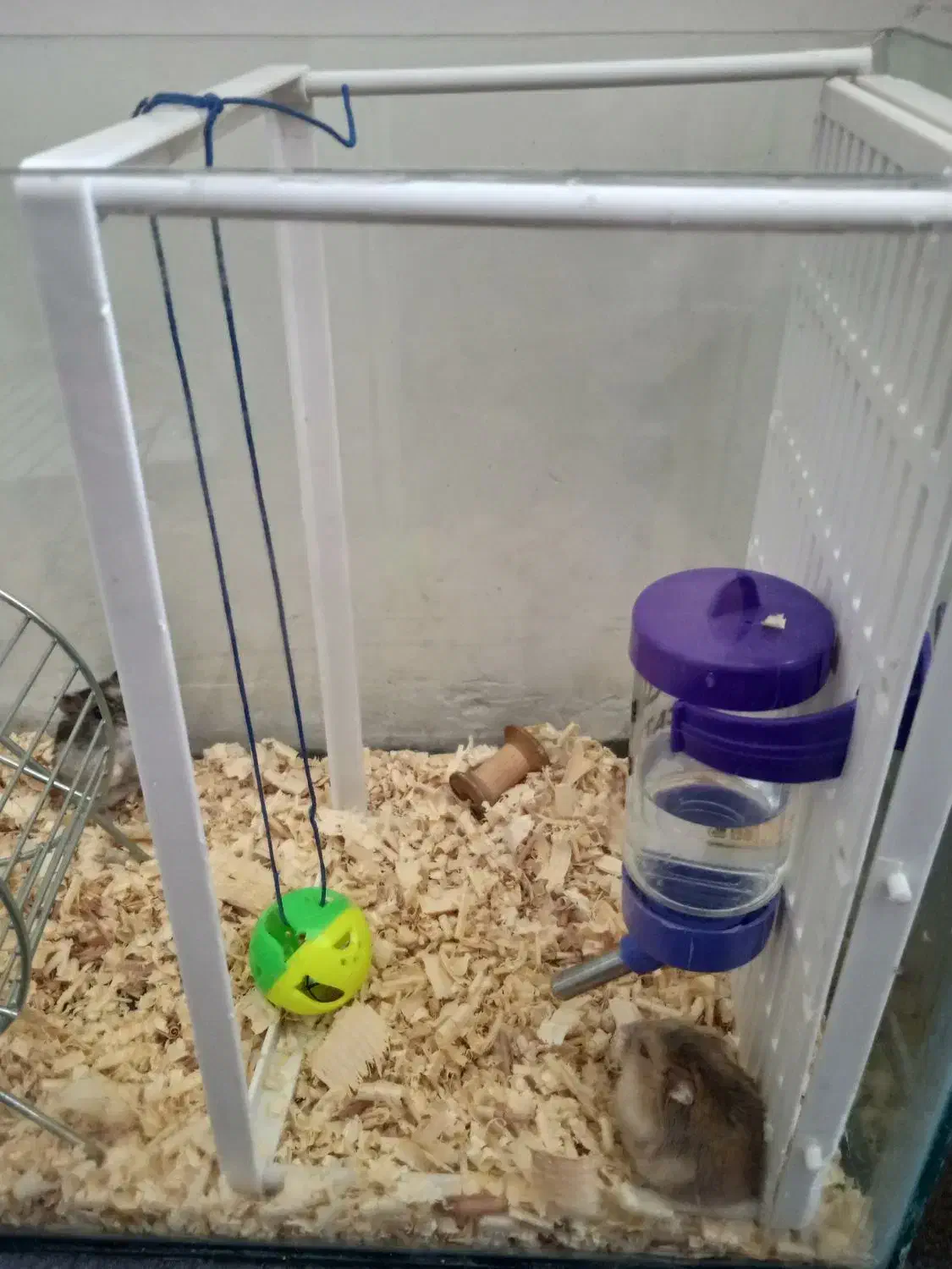 دو عدد همستر|موش و خرگوش|کرج, باغستان|دیوار