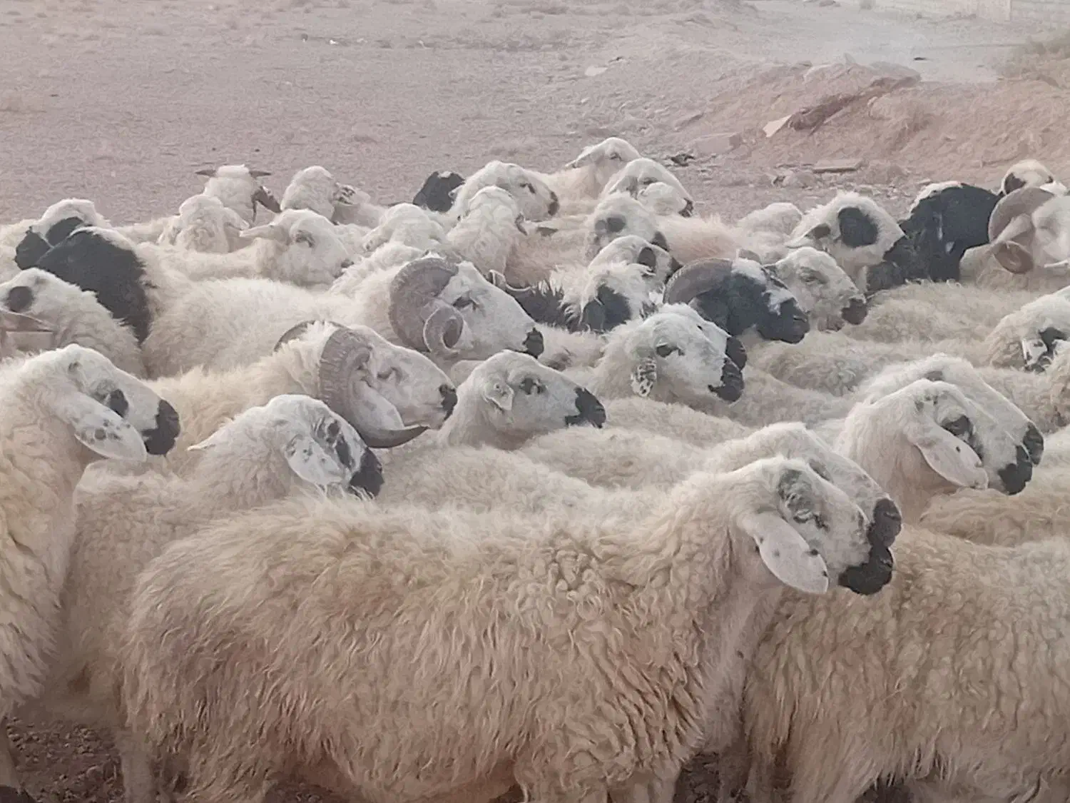 گوسفند داشت میش  بز قوچ|حیوانات مزرعه|اقلید, |دیوار