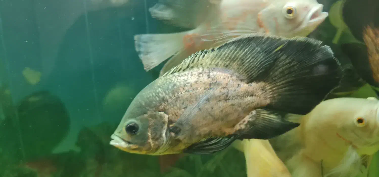 اسکار باله بلند|ماهی|لنجان, |دیوار