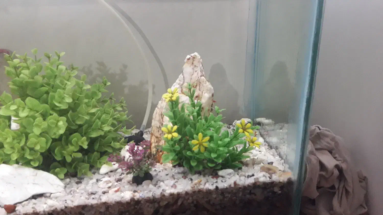 اکواریوم نو|ماهی|ملایر, |دیوار