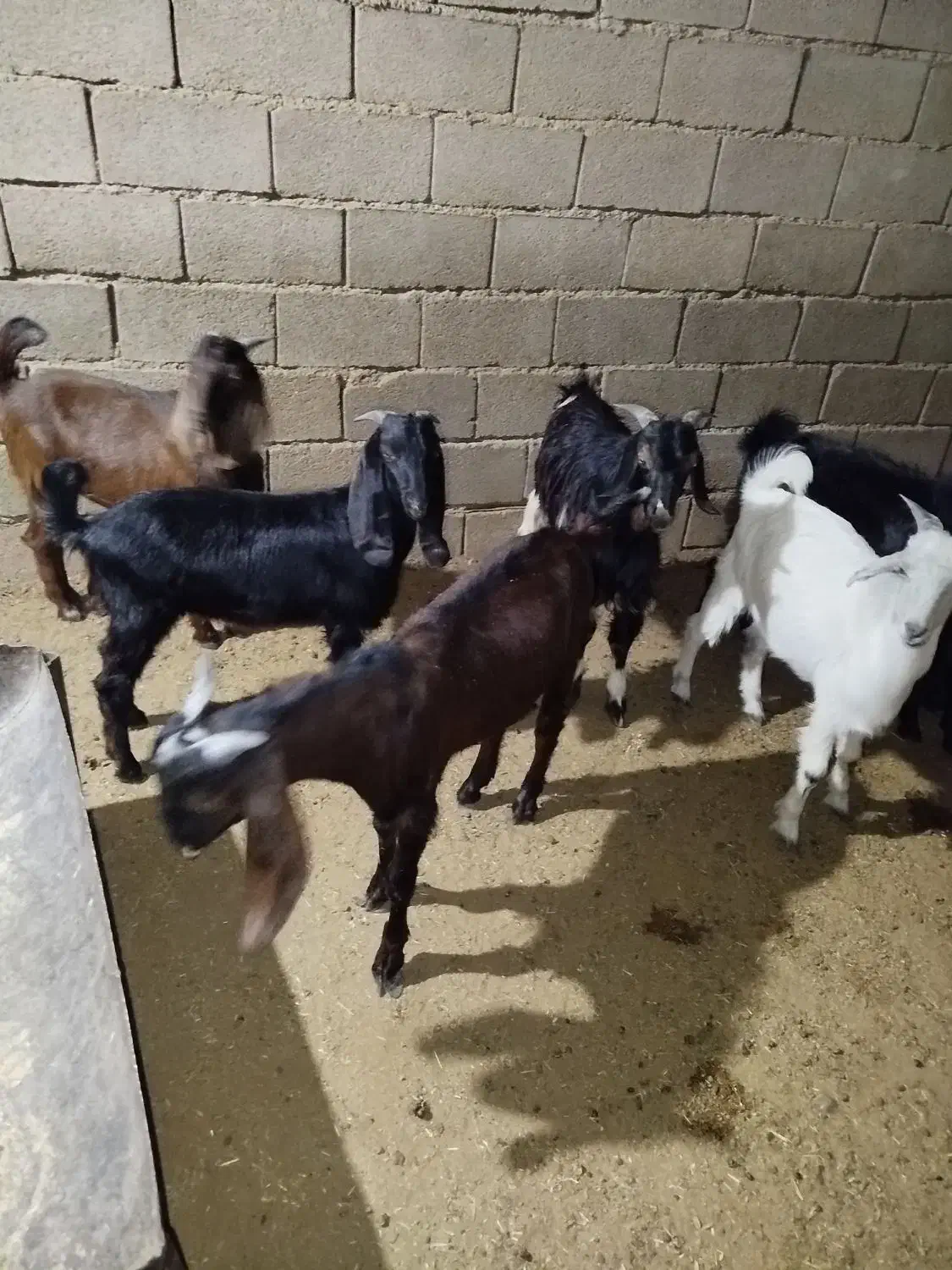 بز نر برای فروش|حیوانات مزرعه|بندر ماهشهر, |دیوار