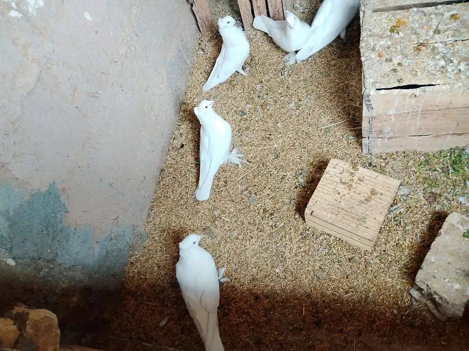 تعدادی کبوتر سفید  فروشی|پرنده|شهرضا, |دیوار