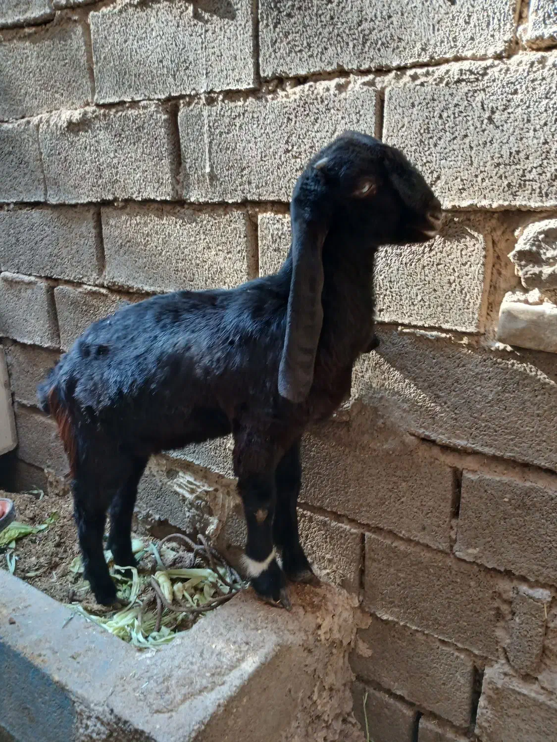 کارون|حیوانات مزرعه|کارون, |دیوار