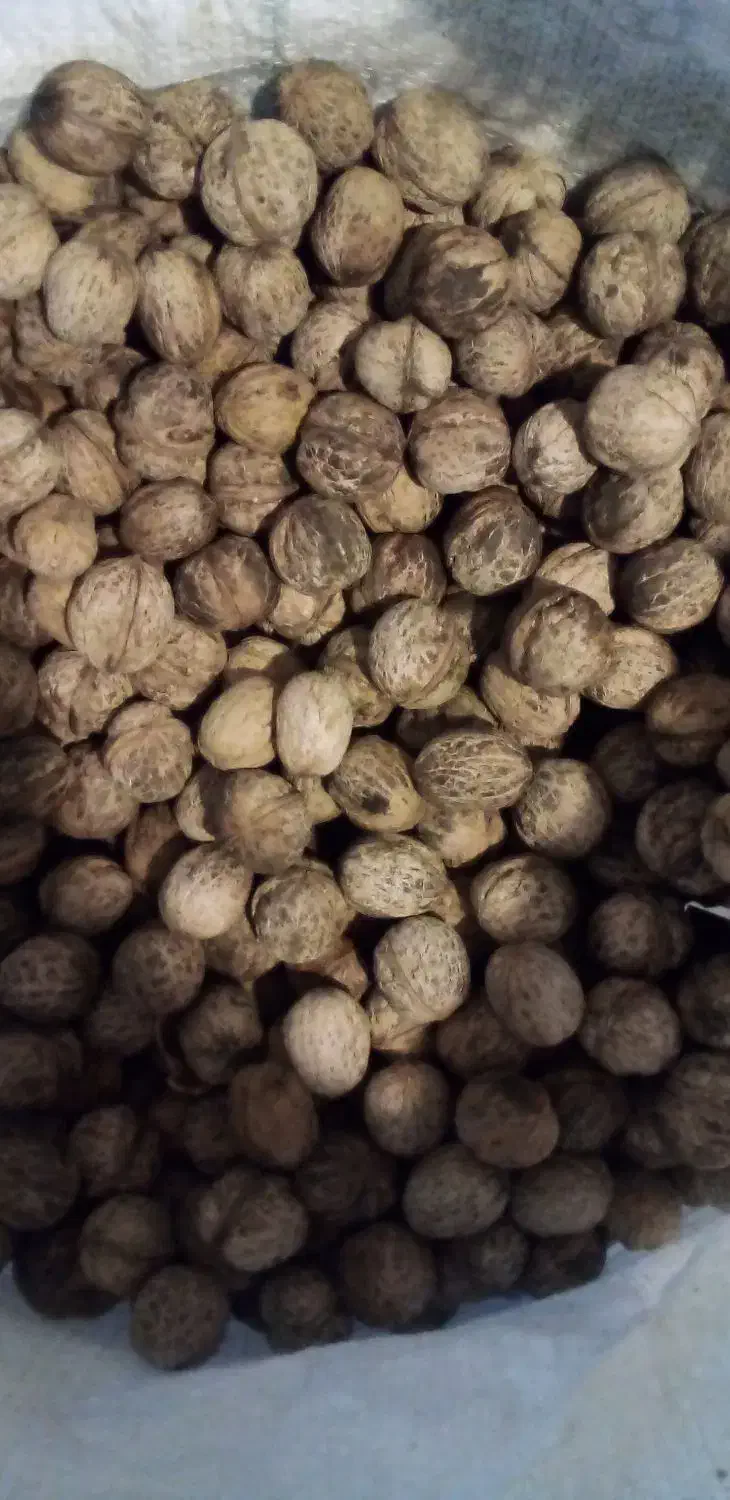 گردو درجه یک|عمده‌فروشی|سیلوانه, |دیوار